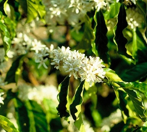1 Kg - Café Vert - Région Atitlan - Guatemala - Lavé 4 1 Kg - Café Vert - Région Atitlan - Guatemala - Lavé – Image 2
