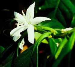 1 Kg - Café Vert - Région Atitlan - Guatemala - Lavé 8 1 Kg - Café Vert - Région Atitlan - Guatemala - Lavé -Smeg Soldes Boutique cafe grains huehuetenango guatemala ferme 2