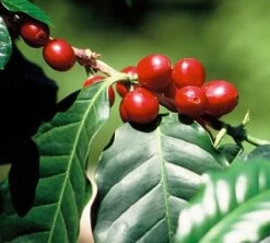 1 Kg - Café Vert - Région Atitlan - Guatemala - Lavé 9 1 Kg - Café Vert - Région Atitlan - Guatemala - Lavé -Smeg Soldes Boutique cafe grains huehuetenango guatemala ferme 3