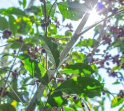 Boite Conservatrice Noire Avec Vide D'air 1kg - Cafés Lugat -Smeg Soldes Boutique cafeier
